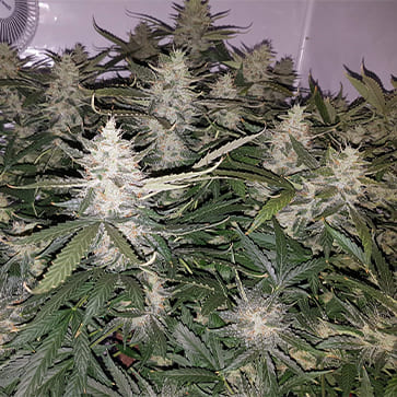 Auto Xtreme Feminised Silver - Фото №2